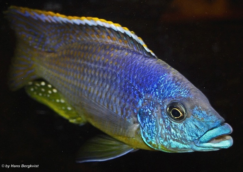 Protomelas sp. 'hertae'